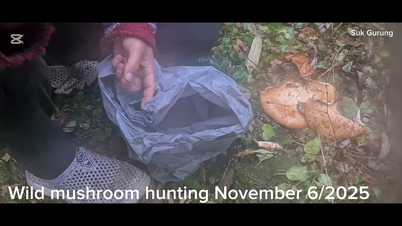 Wild mushroom hunting November 6/2025 and cooking 