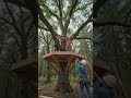 🎬Title:building a dream tree house 🌳🏡 | amazing time lapse transformation#treehouse #ai #shorts