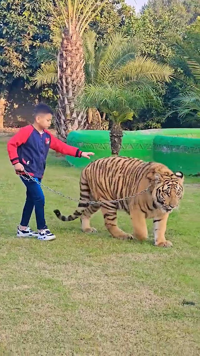 Little Kid With Big Tiger | Nouman Hassan |