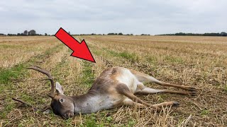 Мужчина нашел мертвого оленя, но то что случилось дальше сложно поверить!