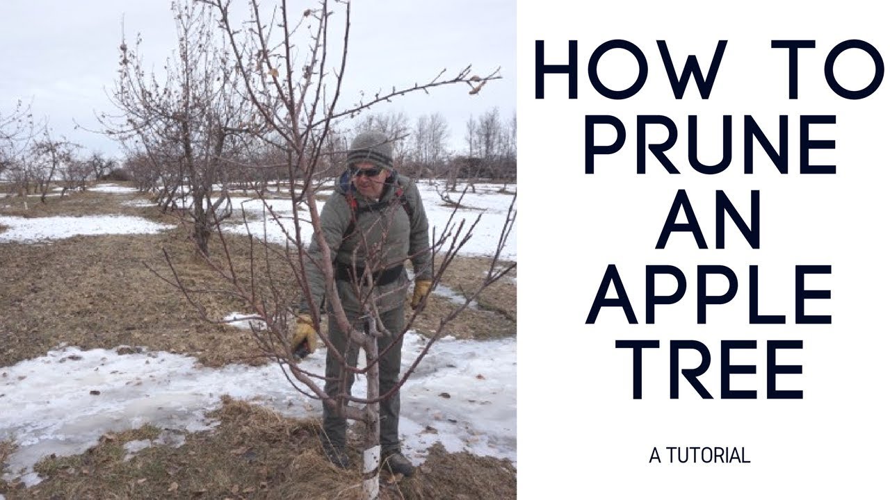 How To Prune Apple Trees Youtube