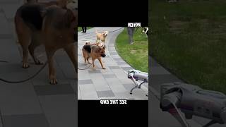Robot Scares Dog, But Cat Stays Cool #trending #animals #wildlife #cat #dog #shorts