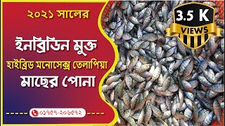 মনোসেক্স তেলাপিয়া মাছের পোনার দাম। monosex telapia seeds. মনোসেক্স তেলাপিয়ামাছ । মোবাঃ01757-206572