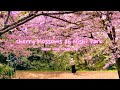Cherry blossoms at nishi park  fukuoka kyushu nishi koen  japan vlog