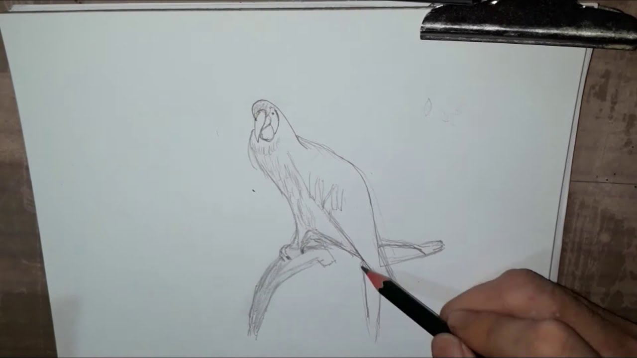 CARA MENGGAMBAR  BURUNG KAKATUA dengan  pensil  YouTube