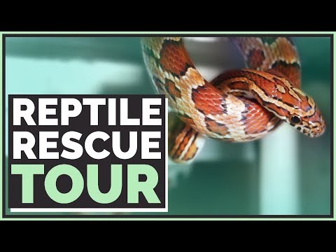Meet the new Rescue Animals! - Reptile Room Tour of Emerald Scales