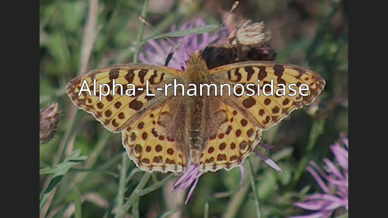 Alpha-L-rhamnosidase