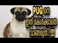 pug dog malayalam | pug dogs വാങ്ങിക്കുന്നതിനു മുമ്പ് അറിയേണ്ടത് എല്ലാം..