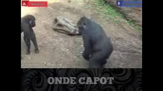 sidempuan dubbing, onde capot