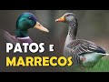 Qual a diferença entre Pato, Marreco, Ganso e Cisne? Quantos marrecos/patos existem no Brasil?