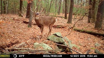 Why Making Mock Scrapes Is The Perfect Tool to Attract and Monitor Deer