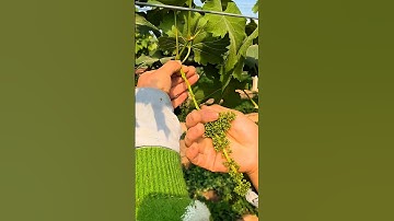 How Prune Grapes 🍇 Tree for More Fruit #grapevine #grapetree #grape