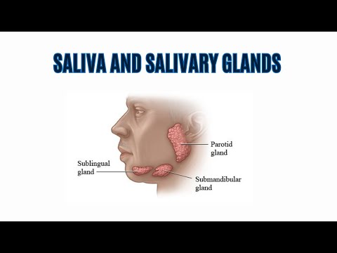 Salivary Glands | Saliva and its composition lecture 3 in Urdu / hindi
