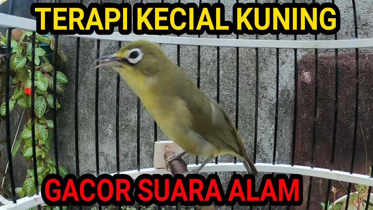 Terapi Kecial Kuning Gacor Suara Alam Gemericik Air Malam Hari  Pleci Lombok Gacor