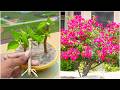 SUPER EASY Method To GROW Bougainvillea From Cuttings