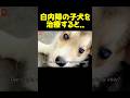 目に障害がある子犬が行方不明に...！ #動物保護 #ペット #dog
