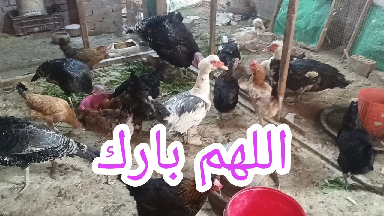 مهم جدا وبيفرق في أنتاج البيض ⁉️ و تعالوا واحدة واحدة أوريكوا أزاي بنبدأ نخلط للبط تدريجي🌷