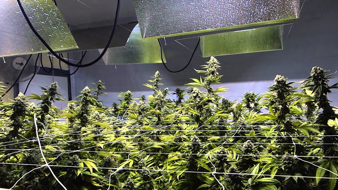 Multi-Strain Grow - EPIC! 4K - Day 55