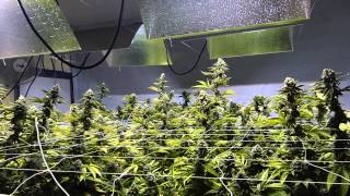 Multi-Strain Grow - EPIC! 4K - Day 55