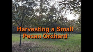 Harvesting a Small Pecan Orchard