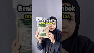 Download Lagu Benih padi simbok unggul bibit padi simbok genjah benih padi simbok murah MP3