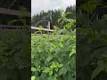 Ремонтантная малина #farming #fruit #сад #сельскоехозяйство