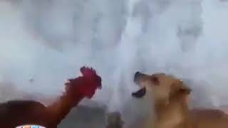 Cock fight with dog