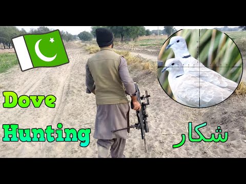 Collared Dove Hunting with Artemis P15 Lothar Walther barrel Cal .22 | Pakistan