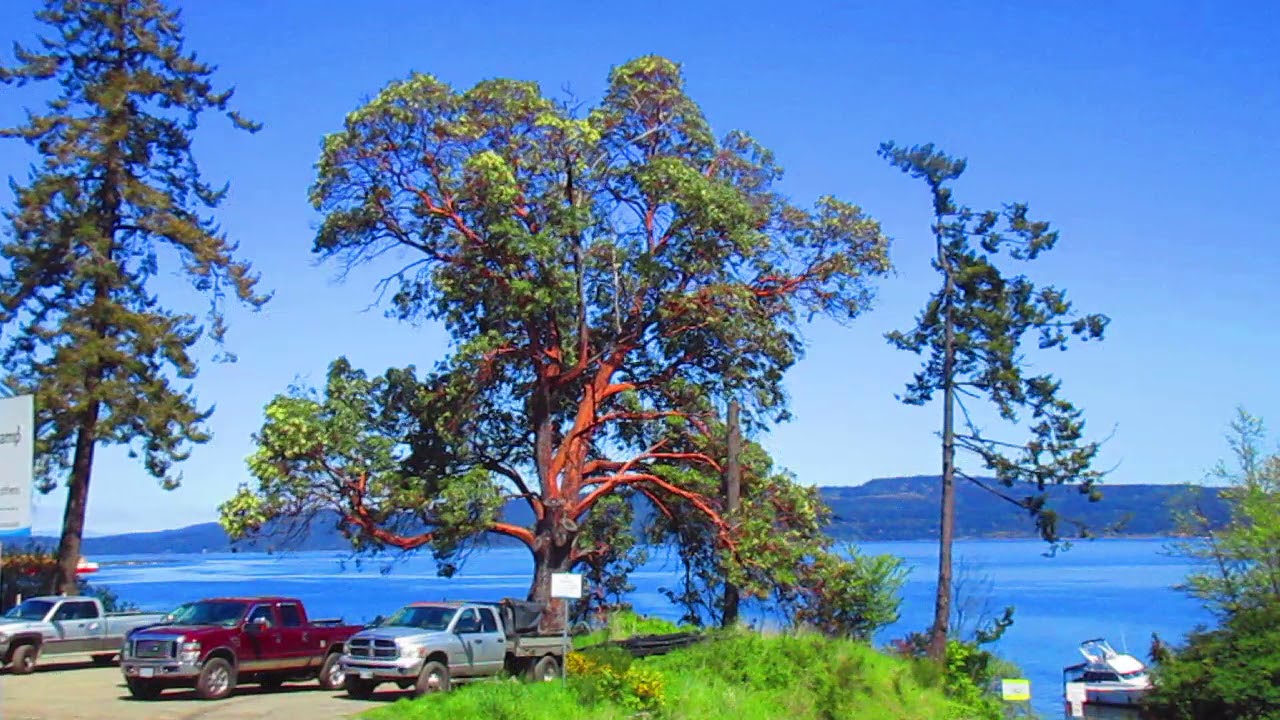 Most Beautiful Native Tree in Canada Arbutus menziesii YouTube