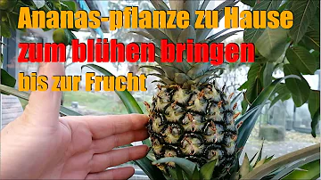 Wo wachsen Ananas am Baum?