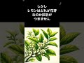 【誰でもわかる】レモン切り戻し術 #ガーデニング #家庭菜園 #レモン