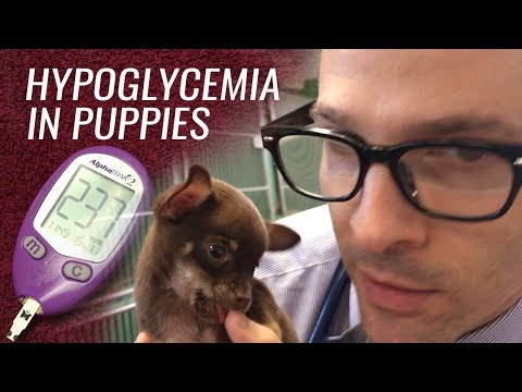 hypoglycemia-in-puppies