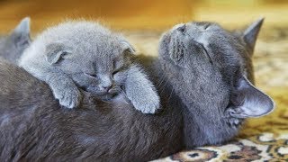 「かわいい猫」 笑わないようにしようとしてください - 最も面白い猫の映画 #368