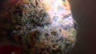 Witches weed