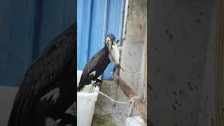 Giant Amazing Bird Eating Fish Asmr #Shorts