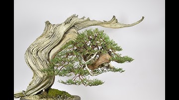 How to Wire Pads on a Juniper Bonsai | Bonsai-U