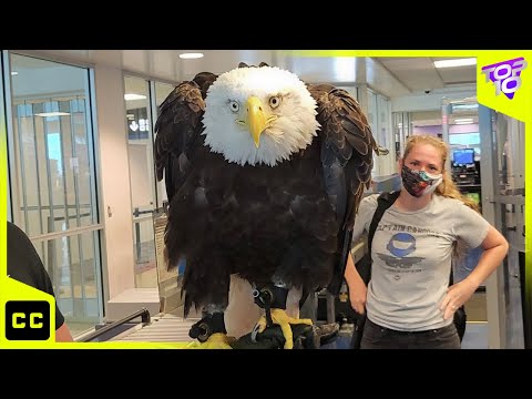 Video: Aleuten, Nördliches Reservat