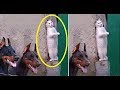 ♥Cute Cats and Kittens Doing Funny Things 2018♥ #8 - Funny Cat compilation
