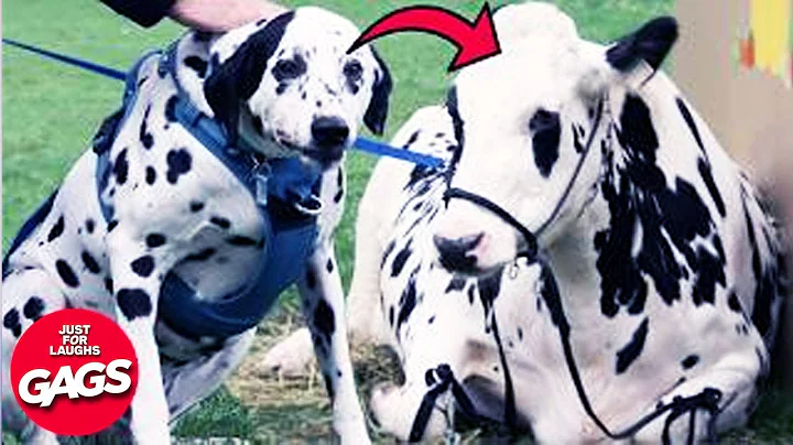 Hilarious New 2025 Pranks 2025 | Just For Laughs Gags