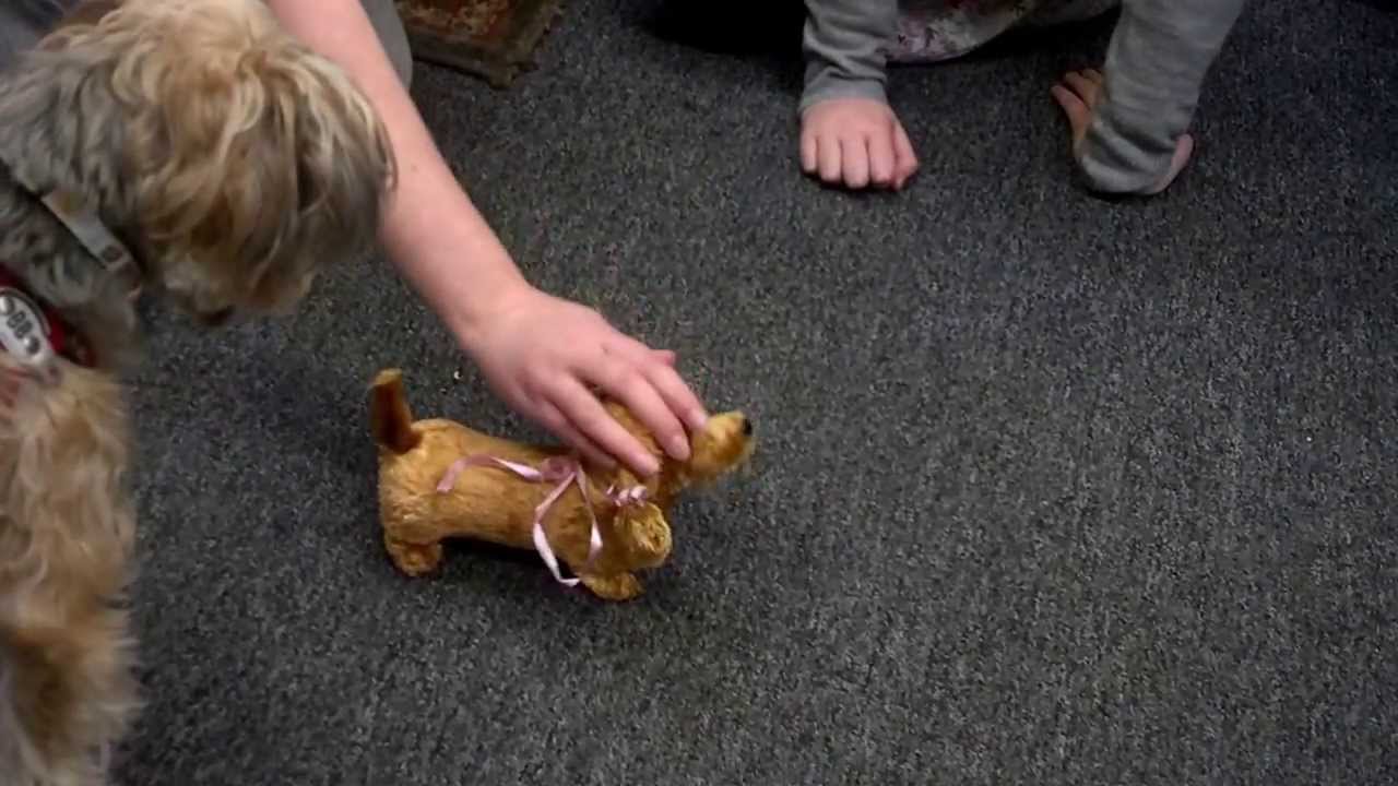 dog-meets-a-robot-dog-youtube