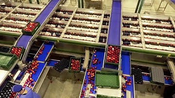 Peaches and Flat Peaches Grading Line - Central Discharge