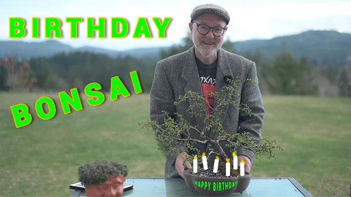 Video Ideas, Birthday Boys and Bonsai