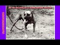 GR CH BRABHAM &amp; SINGLETONS' SNAKE | THE REAL AMERICAN PIT BULL TERRIER INCREDIBLE STORY OF A LEGEND