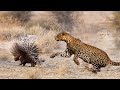 How Does Leopard Attack Hedgehogs With Sharp Thorns On His Body?