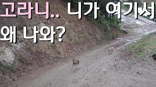 Jindo Dog Deer Hunting? - Unexpected Event in the Morning at Wooree Institute