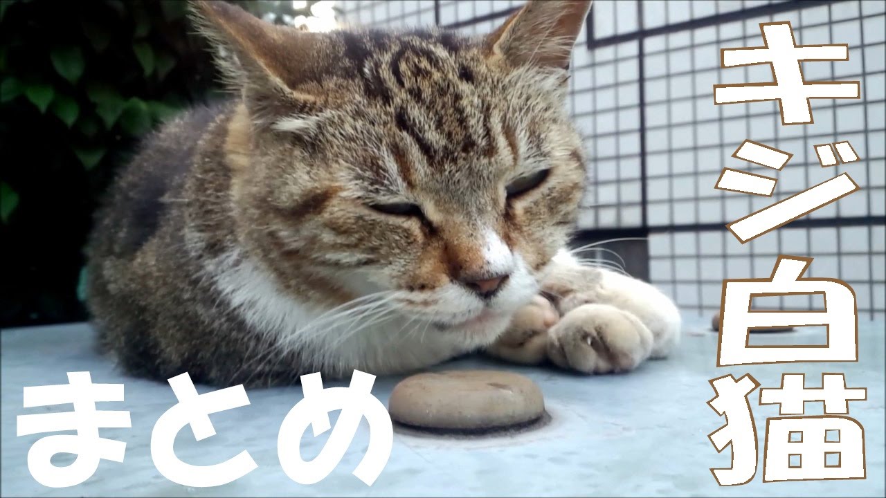 キジ白特集 可愛いネコの思い出いっぱい ナデナデ クンクン Brown And White Tabby Cats Compilation Youtube