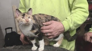 Cat rescued from tree after days in frigid cold