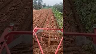 This sweet potato harvesting machine reveals endless crops beneath the soil