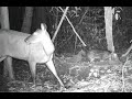 Movimentação de muitos bichos na ceva - Parte 01 - Wild animals of the Amazon - Brazil