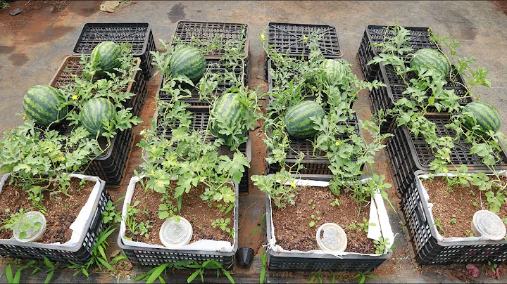 Growing watermelon at home is easy, big and sweet if you know this method - DayDayNews